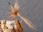mouche de peche a la mouche "banca rousse"