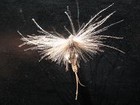 mouche de peche a la mouche "artzamendi"