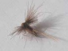 mouche de peche a la mouche "spent rouge"