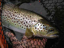 une autre truite p�ch�e � la mouche sur une Nive